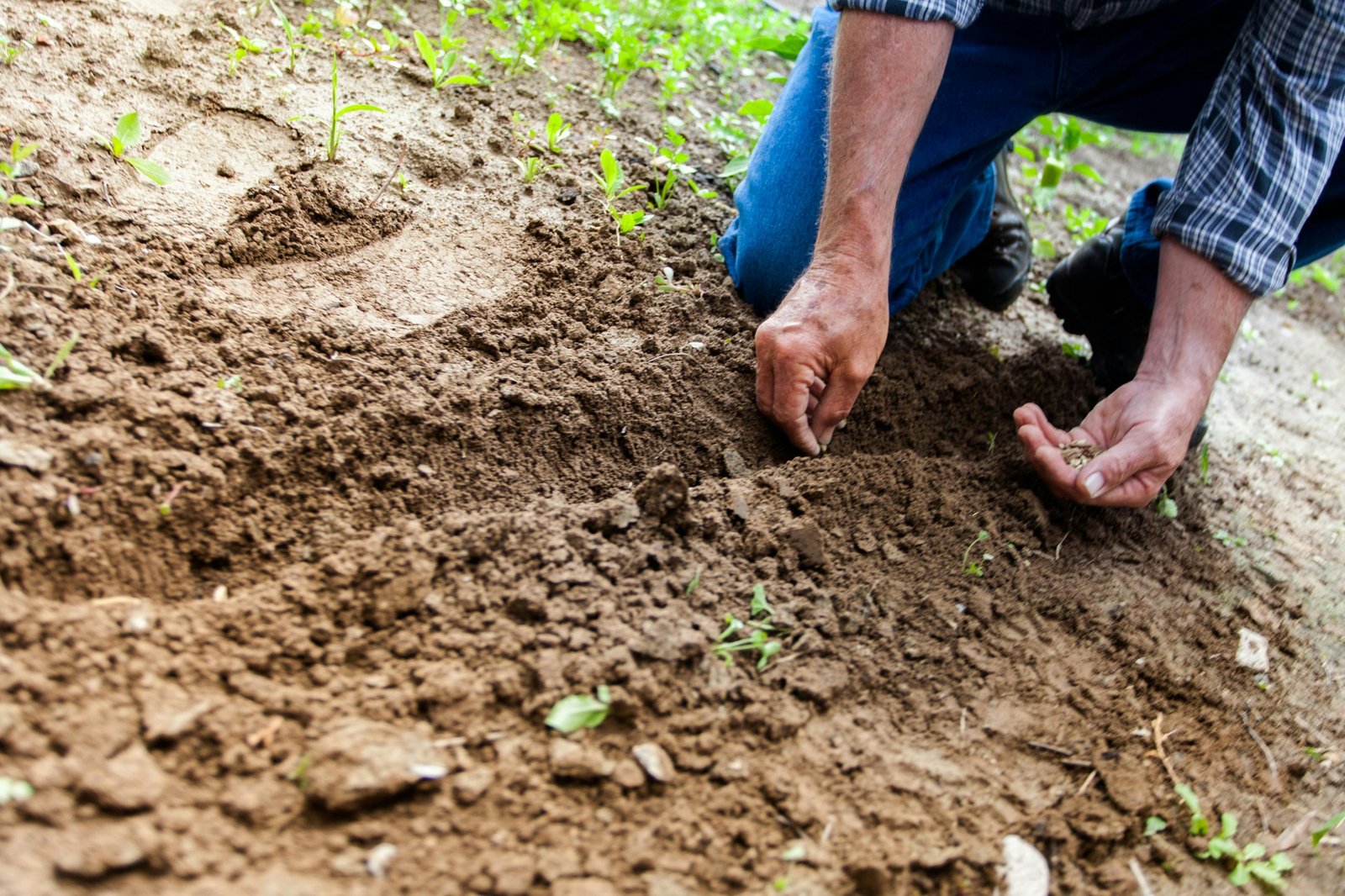 Planting | Pueblo West